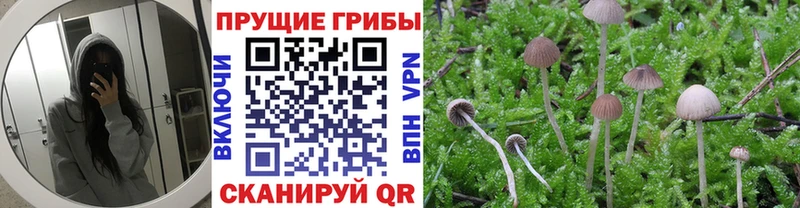 Псилоцибиновые грибы прущие грибы  Берёзовский 